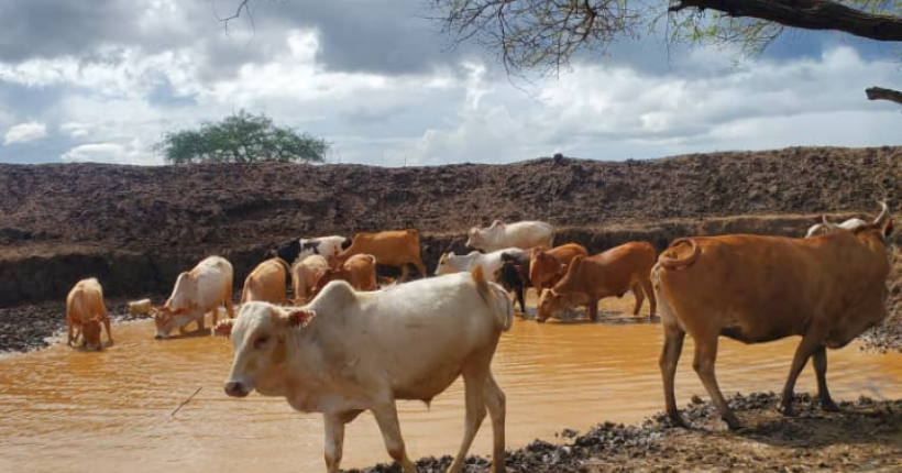Cattle at one of dams repaired under the BRICK project in Moroto District. Photo Credit: RIAMIRIAM CSO Network